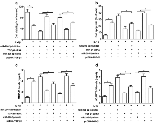 Figure 5. TGF-β1 partly attenuates the suppressive effect of miR-296-5p on IL-1β-induced chondrocyte apoptosis and cartilage degradation.