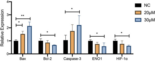 Figure 10 The effect of curcumin on the expression of HIF-1α and ENO1 and apoptosis level in U251 cells confirmed by RT‐qPCR. *P < 0.05 and **P < 0.01.