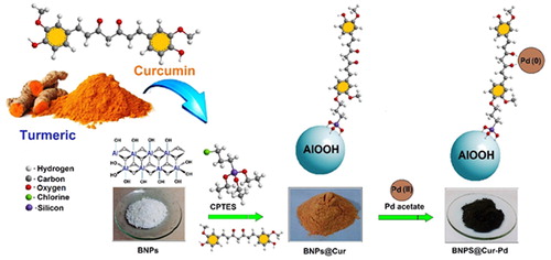 Scheme 1. Stepwise preparation of BNPs@Cur-Pd nanocatalyst from BNPs and curcumin schematically.