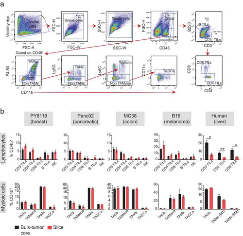 Figure 2. Immunophenotyping of organotypic tumor slices reveals a complex immune population. (a) The gating strategy used for identifying the immune cell composition in tumor samples is represented using polychromatic dot plots of cells from a mouse tumor derived from subcutaneously injected syngeneic breast cancer cells (Py8119). Cells were analyzed on the day of tumor harvest (Day 0). Viable cells gated in the top left were depleted of doublets based on scatter plot characteristic and separated into CD45+ and CD45− populations. Lymphocytes were gated as % CD45+ cells – T cells: CD3+ B220−; B cells: B220+ CD3−. T cell subsets were gated as % CD3+ cells – CD4+ CD8− TILs and CD8+ CD4− TILs. Myeloid cells were gated as % CD45+ cells – TAM: CD11b+ F4-80+/CD11b+ CD68+/CD163+ CD66b−; TANs: CD11b+ F4-80− Ly6G+/CD11b+ CD66b+; TA-Monocytes: CD11b+ F4-80− Ly6G− Ly6C+ and TADCs: CD11b+ F4-80− Ly6G− Ly6C− CD11c+. See Supplementary Figure S1 for additional information. (b) The immune landscape of both the tumor core and organotypic tumor slices on Day 0 from various mouse syngeneic tumor models and a clinical case of HCC. N = 2–6 cores and 2–12 slices from ≥2 independent experiments for all syngeneic tumors. N = 3 cores and 3 slices for HCC clinical case. Error bars represent SEM.