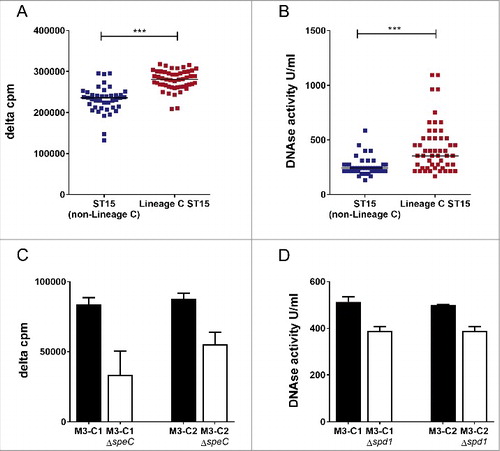 Figure 2. Lineage CST15 emm3 strains have greater DNase activity and enhanced mitogenicity compared with non-Lineage CST15 strains. (A) Human MNC proliferation was greater in response to broth culture supernatant of Lineage C ST15 strains (with ΦUK-M3.1-speC) (red, n = 51) compared with non-Lineage C ST15 strains (with Φ315.2-ssa) (blue, n = 41). Data represent counts per minute (cpm) of thymidine incorporation of a single human MNC donor minus the background level (delta cpm). All emm3 strains carried additional superantigens speA, speG, speK and the non-functional M3-smeZ. The experiment was repeated with a second donor and gave similar results. (B) DNase activity was greater in culture supernatant of Lineage C ST15 strains (with the ΦUK-M3.1-spd1) (red, n = 51) than non-Lineage C ST15 strains (blue, n = 41). Data represent DNase activity in units per ml of culture supernatant calculated relative to a standard. ***; p ≤ 0.0001 (Mann-Whitney). Horizontal line represents the median (C) Human MNC proliferation was reduced in response to culture supernatant of Lineage C ST15 strains M3-C1 and M3-C2 when speC was deleted by mutagenesis (M3-C1ΔspeC and M3-C2ΔspeC, white bars) compared with wild-type parental strains M3-C1 and M3-C2 (black bars). (D) DNase activity was reduced in culture supernatant of Lineage C ST15 strains M3-C1 and M3-C2 when spd1 was deleted by mutagenesis (M3-C1Δspd1 and M3-C2Δspd1, white bars) compared with wild-type parental strains M3-C1 and M3-C2 (black bars). Data represent the mean of 3 experimental repeats (+standard deviation).