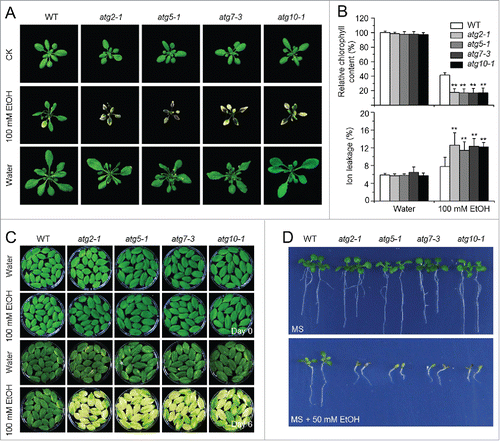 Figure 4. Deficiency of autophagy attenuates plant tolerance to ethanol stress. (A) Image of the wild-type (WT) and atg mutants (atg2-1, atg5-1, atg7-3, and atg10-1) before treatment (CK) and after 6-d treatment with ethanol (EtOH) or water as a control (Water). Four-wk-old WT and atg mutants were sprayed with 100 mM ethanol or water for 6 d and photographs were taken at the end of treatment. (B) Relative chlorophyll contents and electrolyte leakage of WT and atg mutants (atg2-1, atg5-1, atg7-3, and atg10-1) at 6 d after spraying with water or 100 mM ethanol. The chlorophyll contents of wild-type samples treated with water were set to 100%, and the relative chlorophyll contents in the other samples were calculated accordingly. The ionic leakages (percentages) were calculated by comparison of leaked ionic strength to the corresponding total ionic strength. Data are average values ± SD (n = 3) of 3 biological replicates. For each replicate, >10 leaves were used for each genotype. Asterisks indicate significant differences from WT (**, P < 0.01 by the Student t test). (C) Phenotype of detached leaves from 4-wk-old WT and atg mutants (atg2-1, atg5-1, atg7-3, and atg10-1) upon water or 100 mM ethanol immersion. Photos were taken at 0 and 6 d after detachment. (D) Images of WT and atg mutants (atg2-1, atg5-1, atg7-3, and atg10-1) germinated on MS medium containing without and with 50 mM ethanol for 2 wk.