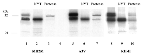 Figure 3. In vitro expression of PrP-HAh6 fusions. T7 run-off transcripts were translated by rabbit reticulocyte extracts in the presence of dog pancreas microsomes in the presence or absence of NYT, a competitive inhibitor of glycosylation (lanes 1–2, 5–6, 8–9). Protease K treatment was performed in the presence (lane 4) or absence (lanes 3, 7, 10) of 1% triton × 100.
