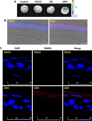 Figure 7 NPs location and distribution in cornea.Notes: (A) Accumulation of fluorescent particles on rabbit eye after 2 hours’ dosing with different formulations captured by in vivo imaging system. (B and C) Confocal microscopy of dye or NP distribution in corneal epithelium from a cryosection of rabbit cornea in images at (B) low and (C) high magnification (TAMRA 0.5 µg/mL).Abbreviations: EGCG, epigallocatechin gallate; GE, gelatin–EGCG; GEH, GE with hyaluronic acid coating; NP, nanoparticle; TAMRA, tetramethylrhodamine.