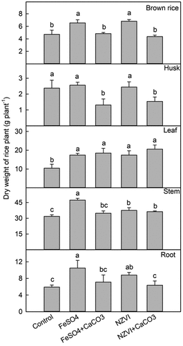 Figure 1. Effects of FeSO4 (1 g Fe kg−1), FeSO4+CaCO3 (1 g Fe kg−1 and 2 g kg−1 CaCO3), NZVI (1 g kg−1 NZVI), and NZVI+CaCO3 (1 g kg−1 NZVI and 2 g kg−1 CaCO3) on the dry weight of brown rice, husk, stem, leaf and root of rice plant grown in Cd-contaminated soil. Error bars represent the standard error (n = 3). Different letters indicate the mean difference is significant among treatments at the 0.05 level.