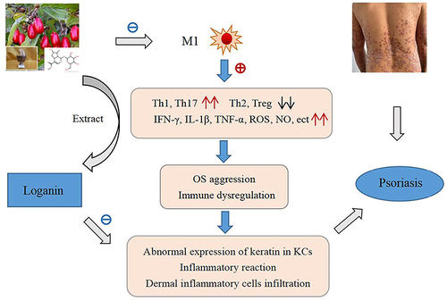 Figure 3 The hypothetical pattern of loganin controlling psoriasis through indirect and direct effects. Loganin effectively curbs M1 polarization and prevents immune inflammation and OS aggression to take control of psoriasis. Loganin also plays a direct therapeutic role in psoriasis through suppressing the abnormal expression of keratin in KCs, inflammatory reaction, and dermal inflammatory cells infiltration. Consequently, loganin would be a potential rescuer for psoriasis healing.