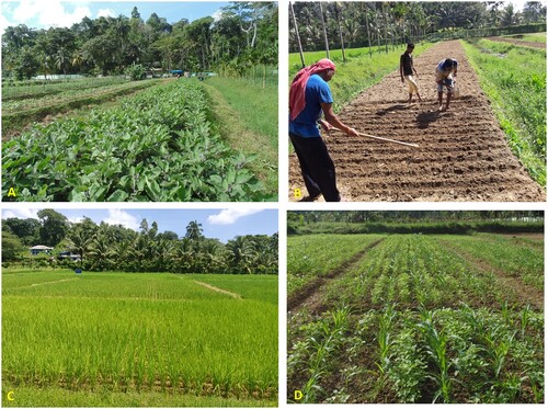 Figure 5. Glimpses of different components of climate smart IFS that provides food security evaluated for tropical island conditions. a. Vegetables in the raised beds, rice + fish in the furrows, fodder + agroforestry along boundries with dairy component; b. Land preparation and simultaneous sowing on the raisded bed even during monsoon season; c. Cultivation of improved rice varieties instead of photosensitive cultivar during wet season; d. Maize + pulse after rice harvest during dry season increased the cropping intensity.