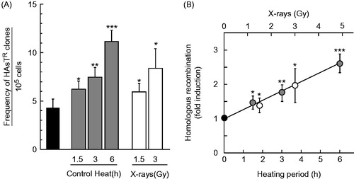 Figure 6. Homologous recombination frequencies induced by heat shock or X-rays in SPD8 cells. The cells were exposed to heat at 42 °C for the indicated times or irradiated with X-rays at the indicated doses and used for recombination assays. (A) frequency of HAsTR clones per 105 cells. (B) fold induction of HR. Grey circles, heat shock; open circles, X-rays. *, ** and *** represent p < .05, p < .01 and p < .001, respectively.