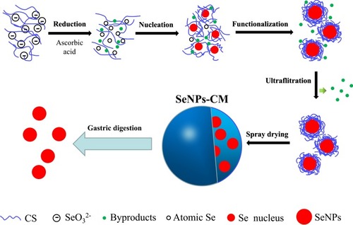 Scheme 1 The preparation of SeNPs-CM and the oral delivery of SeNPs in the stomach. In brief, aqueous selenite used as the Se precursor was reduced by ascorbic acid (Vc) in the presence of chitosan (CS), generating atomic selenium (Se). Atomic Se nucleated to form Se nucleus, and these Se nuclei assembled into SeNPs. SeNPs was surface-decorated by CS, benefiting to its purification performed by using ultra-filtration (UF). The purified CS-SeNPs colloid was spay-dried to obtain spherical SeNPs-CM with acceptable storage stability, also allowing the expected release of SeNPs in the stomach.