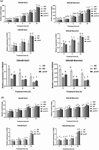 Figure 6. PCST1 confers stress tolerance through suppress of proline and betaine but improves water loss rate and Malondialdehyde accumulation. (a) Proline biosynthesis regulated by PCST1. Analysis of proline level in OE, WT and pcst1 and the expression of proline biosynthesis (P5CS) and degradation-related (PRODH) genes. The plants were treated with NaCl, mannitol for 1, 6, 12 and 24 h, and plants grown under normal conditions were harvested at the corresponding time points as controls. The relative expression level was calculated as the transcript level of a gene under NaCl or mannitol treatment for 6 or 24 h divided by the transcript level of that gene under normal conditions at the corresponding time point. Data are means ±SD from three independent experiments. (b) Analysis of betaine level in OE, WT and pcst1 and the expression of betaine biosynthesis (CMO) genes. The plants were treated with NaCl, mannitol for 1, 6 and 24 h, and plants grown under normal conditions were harvested at the corresponding time points as controls. The relative expression level was calculated as the transcript level of a gene under NaCl or mannitol treatment for 6 or 24 h divided by the transcript level of that gene under normal conditions at the corresponding time point. Data are means ±SD from three independent experiments. (c) Water loss from detached leaves of WT, OE, pcst1 transgenic plants. Water loss was expressed as the percentage of initial fresh weight. Values are means from eight leaves for each of five independent experiments. (d) Malondialdehyde content regulated by PCST1. Analysis of malondialdehyde level in OE, WT and pcst1. The plants were treated with NaCl, mannitol for 1, 6 and 12 h. Data are means ±SD from three independent experiments. Statistical significance was determined by one-way ANOVA with Tukey’s post hoc test (p < .05).