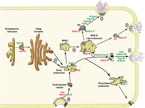 Figure 1. Membrane trafficking events within megakaryocytes and platelets involving Rab, Arf and Ras GTPases. (A) Granule biogenesis within the megakaryocyte involves input from biosynthetic and (B) endocytic pathways culminating in cargo packaging into early endosomes before sorting in immature multi-vesicular bodies (MVB I) to mature MVB II/late endosomes, or targeting to recycling endosomes. Following biogenesis, α-granules (AG), lysosomes (LY) and dense granules (DG) mature within platelets before targeting to the plasma membrane for (C) exocytosis. Trafficking roles for GTPases studied in megakaryocytes/platelets are highlighted in green, while roles for GTPases inferred from other cell systems are highlighted in red.