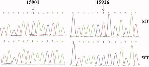 Figure 2. Identification of m.A15901G and m.C15926T mutations by direct sequencing analysis. MT: mutant; WT: wild type.