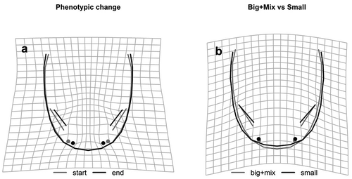 Figure 4. Shape changes along the phenotypic vectors. (a) Since the angle of the trajectories does not vary among treatments, the overall shape change is shown (grey = start; black = end). (b) The final shape is compared using the significant contrast between treatments: “small” vs “big+ mixed” diet. The deformation grids highlight the areas undergoing the strongest change. Amplification factor: 1.