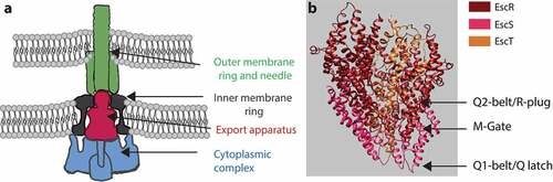 Figure 1. Side view of the T3SS. (A) The T3SS components assemble across the inner and outer membranes. The cytoplasmic complex is shown in blue, the export apparatus in dark red, the inner-membrane ring in grey, and the outer-membrane ring and needle in green. (B) The core structure of the export apparatus forms three constriction sites: the Q1-belt/Q latch, the M-gate, and the Q2-belt/R-plug