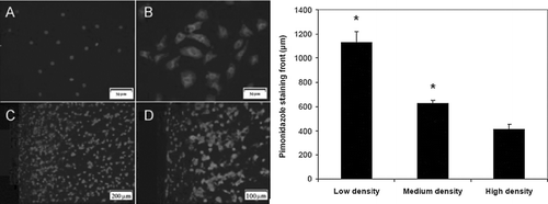 Figure 1 Composite images of immunofluorescent staining for pimonidazole adducts, counterstained with DAPI. (A) NRVM monolayers cultured in a standard incubator, 400× mag; (B) NRVM monolayers cultured in 0% oxygen gas, 400× mag; periphery region of EHT gel shown at (C) 100× mag and (D) 200× mag. Bars represent pimonidazole staining front after 4 hrs, as measured from edge of section between EHTs formulated with 5 (low), 10 (medium), or 15× 106 cells/mL (high) initially (* p < 0.05 vs. other samples, n = 12).