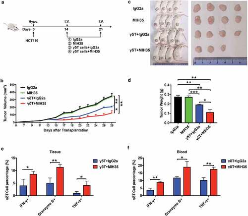 Figure 7. B7-H3 blockade promoted the anti-tumor ability of γδT cells in vivo