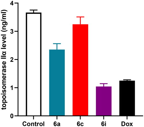 Figure 5. Effect of the tested hybrids (6a, 6c and 6i) and Dox on topoisomerase IIα concentration in MCF-7 cell line.