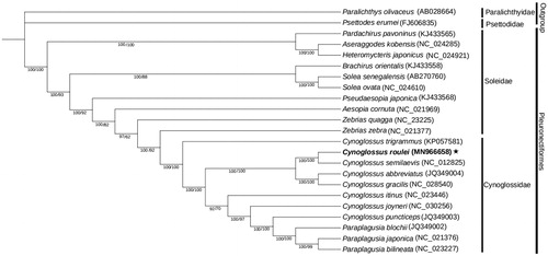 Figure 1. Phylogenetic tree of Cynoglossus roulei. Bayesian analyses and Maximum-likelihood were performed using partial genomes. Bayesian posterior probability values (left) and Bootstrap support (right) of each clade are displayed next to the nodes.