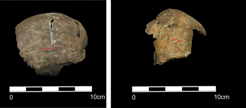 Figure 11. Several minor instances of sharp force trauma on Sk480. Photo: K. Tait.