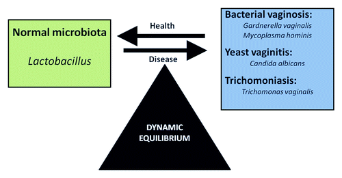 Figure 6. Vaginal equilibrium. A reduction in lactobacilli or overgrowth of some pathogens or no-dominant commensal bacteria can lead to a dysbiosis-related illness.