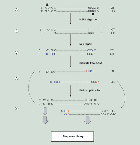 Figure 1.  Reduced representation bisulfite sequencing mechanism and flow diagram. (A) Original DNA with CCGG motif at both ends. In human cytosine methylation occurs at CpG site (marked with m) and non-CpG cytosine is generally not methylated. The arrows point to the MSP1 cut sites, which is methylation independent. (B) After MSP1 digestion, DNA fragments are generated with sticky ends. Fragments in right sizes (generally 40–250 bps) for sequencing are selected. (C) The end repair adds CG (in blue, generally not methylated) from media that are not part of human sequence and needs to be removed in the analysis step. (D) The bisulfite treatment converts unmethylated cytosine to uracil but the methylated cytosine remains as cytosine. (E) The PCR amplification step converts/interprets uracil (U) as thymine (T). The amplification is based upon the original top and bottom strands, which are no longer complementary and generate their respective offspring sequences. For single end sequencing, only OT and OB sequences are used, however, for pair end sequencing all four strands are generated. Analysis need to group them correctly.OB: Original bottom strand; OBC: Original bottom strand complementary; OT: Original top strand; OTC: Original top strand complementary.