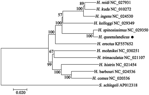 Figure 1. Phylogenetic tree of 13 Syngnathidae species constructed with the whole mitogenome using MEGA 7 (Temple University, Philadelphia, USA). Syngnathus schlegeli was used to the root the trees. Bootstrap values generated from 1000 replicates for NJ analysis.