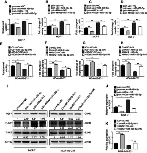 Figure 6 Abrogation of miR-489-5p/FGF7/AKT axis attenuates tumor-promoting effects of Linc00460. (A) MCF-7-pSin-460oe cells or –vector cells were transfected with miR-489-5p mimics or negative control scrambled oligonucleotides (NC), and their cell viabilities were assessed by MTT assay after 5 days. (B) Colony formation was determined in MCF-7-pSin-460oe cells or -vector cells transfected with miR-489-5p mimics or negative control scrambled oligonucleotides (NC) after 10 days of culture. (C–D) Migration and invasion of MCF-7-pSin-460oe cells or -vector cells transfected with miR-489-5p mimics or negative control scrambled oligonucleotides (NC) were determined by transwell assays. (E) MDA-MB-231-sh460 cells or control cells were transfected with miR-489-5p inhibitor or negative control scrambled oligonucleotides (NC inhibitor), and their cell viabilities were assessed by MTT assay after 5 days. (F) Colony formation was determined in MDA-MB-231-sh460 cells or control cells transfected with miR-489-5p inhibitor or negative control scrambled oligonucleotides (NC inhibitor) after 10 days of culture. (G–H) Migration and invasion of MDA-MB-231-sh460 cells or control cells transfected with miR-489-5p inhibitor or negative control oligonucleotides (NC-inhibitor) were determined by transwell assays. (I) Protein levels of FGF7 and phosphorylated and total AKT in MCF-7 cells (pSin-vec+NC,pSin-vec+miR-489-5p, pSin-460oe+NC, pSin-460oe+miR-489-5p) and MDA-MB-231 cells (Ctr+NC-inhi, Ctr+miR-489-5p-inhi, 460-sh2+NC-inhi, 460-sh2+miR-489-5p-inhi) were determined by Western blot. (J–K) Expression levels of FGF7 were examined by qRT-PCR in MCF-7 cells (pSin-vec+NC, pSin-vec+miR-489-5p, pSin-460oe+NC, pSin-460oe+miR-489-5p) and MDA-MB-231 cells (Ctr+NC-inhi, Ctr+miR-489-5p-inhi, 460-sh2+NC-inhi, 460-sh2+miR-489-5p-inhi). All data are present as mean ± SD from three independent experiments. *P<0.05; **P<0.01 (Student’s t-test).