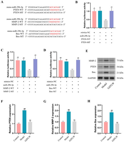 Figure 3. GZFLW downregulates PTEN, MMP-2 and Bax protein expression. (A–D) Luciferase assay identified the correlation between miR-29b-3p and PTEN, MMP-2 and Bax. (E–H) Western blot analysis of PTEN, MMP-2 and Bax. ##p < .01 in comparison with controls, *p < .05, **p < .01 in comparison with model.