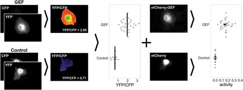 Figure 3. Workflow of GEF-mediated Cdc42 activation measurements in single ECs