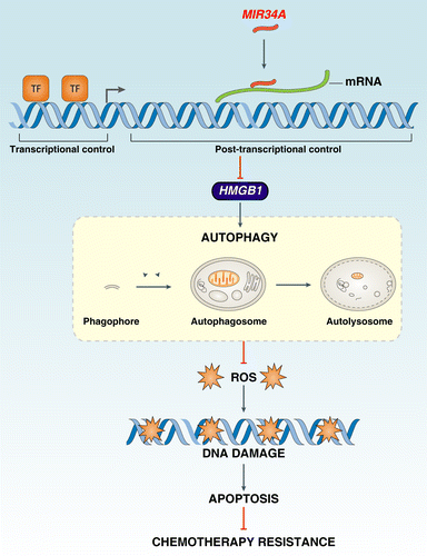 Figure 6.MIR34A regulates autophagy and apoptosis by targeting HMGB1. HMGB1 is a direct transcriptional target of MIR34A. MIR34A inhibition of HMGB1 leads to a decrease in autophagy that promotes oxidative injury, DNA damage, and subsequent apoptosis during chemotherapy.