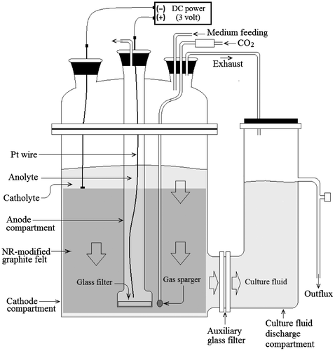 Fig. 2. Schematic structure of SCF for the cultivation of C. acetobutylicum KCTC1037 with electrochemical reducing power generated from NR-modified graphite felt.