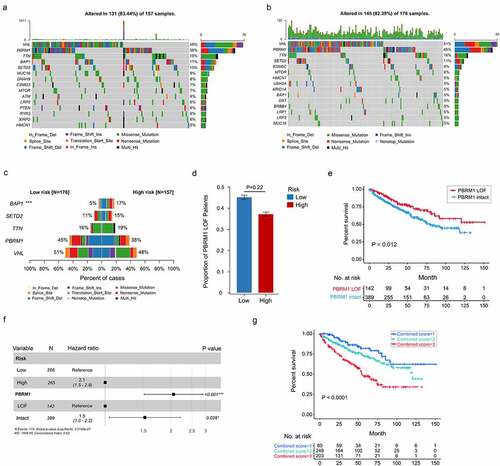 Figure 8. Somatic variants between high- and low-risk tumors in TCGA. Top 15 gene mutations in high-risk (a) and low-risk tumors (b). (c) Top 5 differentially mutated genes between high- and low-risk tumors. (d) Proportion of PBRM1 LOF in high- and low-risk tumors. (e) OS of ccRCC patients with PBRM1 LOF and PBRM1 intact. (f) Multivariate analysis of the gene signature and mutation status of PBRM1 (g) OS of ccRCC patients sorted by combined score: PBRM1 LOF and low-risk, 1; PBRM1 LOF and high-risk, PBRM1 intact and low-risk, 2; PBRM1 intact and high-risk, 3. χ2 test was used to test difference in proportions of gene mutation