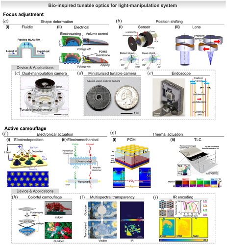 Figure 4. Mechanisms and applications of bio-inspired light-manipulation system. (a) Deformation of lens shape from (i) fluidic flow control[Citation96] or (ii) electrical vias with electrowetting material[Citation97] or volume control.[Citation104] (b) Shifting position of (i) retina to focal spot[Citation107] or (ii) freeform lens horizontally.[Citation108] (c) Demonstration of a single device integrating both tunable lens and tunable sensor.[Citation69] (d) Miniaturized tunable camera capable of small-size integration.[Citation107] (e) Endoscope suitable for use in extremely restricted spaces.[Citation108] (f) Electronical actuation for tunable camouflage. (i) Reversible electrodeposition of Ag shell covering Au core for plasmonic tuning.[Citation112] Inset shows strong resonance at the bottom edge of the structure. (ii) Wrinkled surface actuated both mechanically/electrically to adjust transmittance at Visible/IR range.[Citation113] (g) Thermal actuation for tunable camouflage (i) Tunable plasmonic system coupled by cavity.[Citation115] Inset shows changing length of the cavity with the phase of VO2. (ii) Thermochromic liquid crystal (TLC) exhibiting tunable coloration in response to heat generated by patterned Ag nanowire.[Citation116] Inset shows temperature dependency of coloration. (h) Demonstrated chameleon mockup with plasmonic camouflage cell.[Citation112] (i) Transparency of actuated wrinkled surface for both visible and IR range.[Citation113] (j) IR encoded picture only visible at low temperatures depending on hole size at single pixel.[Citation115]