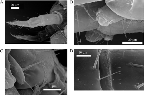 Figure 3. Acerentomon italicum Nosek, Citation1969. Scanning electron microscope (SEM) details of A, hind legs; B, abdominal appendage I; C, abdominal appendage III; D, striate band on abdominal segment VIII.