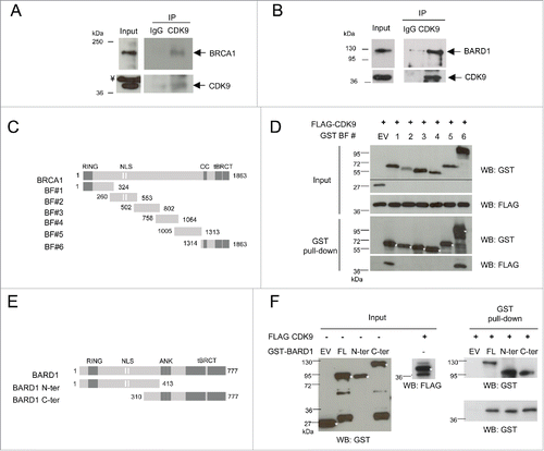 Figure 1. CDK9 is a new interaction partner of BRCA1 and BARD1. Protein levels were determined in (A) HeLa and (B) HEK293FT nuclear extracts by immunoblotting using specific antibodies. Co-immunoprecipitation assays were performed using anti-CDK9 or anti-HA (IgG) antibodies, immunoblots were developed using anti-CDK9 and anti-BRCA1 or BARD1 antibodies, as indicated. ¥ indicate a non-specific band. (C) Diagram of constructs used to map the BRCA1 interaction with CDK9. RING, RING finger domain; NLS, nuclear localization signals; CC, Coiled-coil domain; tBRCT, tandem BRCT. (D) Upper panels, co-expression of GST-fragments of BRCA1 and FLAG-CDK9 in HEK293FT cells. The lower molecular weight band presented by the empty vector (EV) transfection corresponds to GST. Lower panels, GST pull-down assay, Western blots (WB) were developed using indicated antibodies. (E) Diagram of GST-tagged constructs of BARD1 interaction with CDK9. ANK, ankyrin repeats. (F) Left panels, input of bacterially expressed BARD1 GST-fragments and FLAG-CDK9 produced in HEK293FT cells. The lower molecular weight band presented by the empty vector (EV) transfection corresponds to GST. Right panels, GST pull-down assay, WBs were developed using indicated antibodies. * indicates fragments of interest.