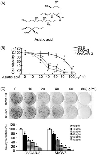 Figure 1. Asiatic acid inhibits cell growth in ovarian cancer cells. (A) Chemical structure of asiatic acid. (B) OSE, SKOV3 and OVCAR-3 cells were incubated with different concentrations of asiatic acid for 72 h and tested for cell viability by the MTT assay. (C) Cells were treated with different concentrations of asiatic acid and incubated for 10 days. Representative images of colony formation assay were shown in the upper panel. Bar graphs in the lower panel show the quantification of colony formation efficiency. Results are expressed as the percentage of colony formation relative to controls without asiatic acid treatment. *p < 0.05 versus vehicle-treated controls.