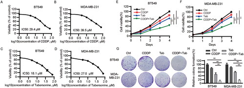 Figure 1. Tabersonine increases CDDP sensitivity in TNBC cells. (A,B) CCK-8 assays were used to detect IC50 values in BT549 and MDA-MB-231 cells after incubation with CDDP for 48 h. (C,D) IC50 values of tabersonine in BT549 and MDA-MB-231 cells, after treatment for 48 h. (E,F) BT549 and MDA-MB-231 cells were treated with 10 μM CDDP, 10 μM tabersonine or (10 μM CDDP + 10 μM tabersonine), followed by the measurement of cell viability using CCK-8 assays. (G,H) The colony formation potential was determined in BT549 and MDA-MB-231 cells after treatment with 10 μM CDDP, 10 μM tabersonine or (10 μM CDDP + 10 μM tabersonine). **p < 0.01. Tab: tabersonine; CDDP: cisplatin.