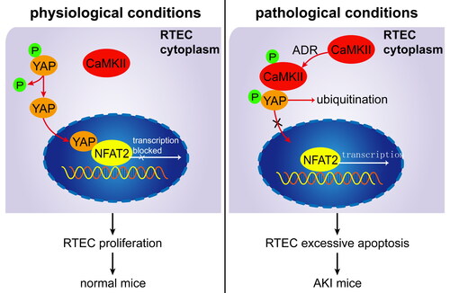 Figure 5. Proposed mechanism for CaMKII/YAP/NFAT regulating RTEC apoptosis in AKI mice. Under physiological conditions, dephosphorylated YAP is located at the RTEC nucleus and binds to NFAT to inhibit RTEC apoptosis. Under pathological conditions (ADR injury), pCaMKII increases and binds to pYAP in the cytoplasm, blocking pYAP from entering the nucleus and thereby preventing inhibition of NFAT2-mediated RTEC apoptosis. Sequestrated pYAP in the RTEC cytoplasm is degraded by ubiquitination. Excessive RTEC apoptosis induces AKI in ADR-treated mice.