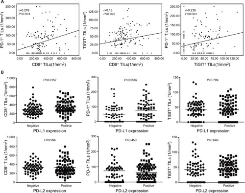 Figure 2 The correlation between the densities of PD-1+, CD8+, and TIGIT+ cells and association with PD-L1 and PD-L2 expression status in ESCC samples.Notes: (A) The number of PD-1+ TILs was significantly positively correlated with the number of CD8+ TILs and TIGIT+ TILs per unit area (mm2). (B) Comparing the number of CD8+, PD-1+, and TIGIT+ TILs according to the PD-L1 and PD-L2 expression status in ESCC patients. The number of CD8+ TILs was much higher in ESCC cases displaying PD-L1 expression compared with those lacking PD-L1 expression (P=0.0157). However, the number of PD-1+ TILs and TIGIT+ TILs did not differ according to the PD-L1 expression status. The number of CD8+ TILs, PD-1+ TILs, and TIGIT+ TILs did not differ according to the PD-L2 expression status.Abbreviations: ESCC, esophageal squamous cell carcinoma; TILs, tumor-infiltrating lymphocytes.