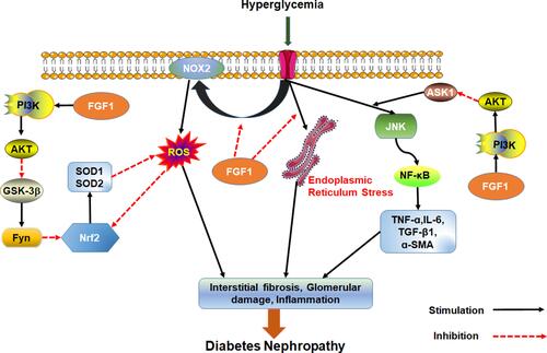 Figure 3 Effect of FGF1 on DN. FGF1 can ameliorate cell stress, inflammation, fibrosis and kidney injury.