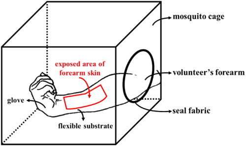 Figure 1. Diagram of arm-in-cage test.