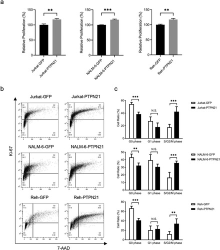 Figure 3. Overexpression of PTPN21 facilitated proliferation and cell cycle progression in EGF-stimulated Jurkat, NALM-6, and Reh cells. (a) CCK-8 staining results show that overexpression of PTPN21 elevated cell proliferation in all three ALL cell types with EGF-stimulation. (b) Ki-67/7-AAD assay data uncover that the cell cycle progression is promoted by excessive PTPN21 in all three ALL cell lines. (c) Quantification of the Annexin V/7-AAD results. N.S., no significance. *P < 0.05, **P < 0.01, ***P < 0.001.