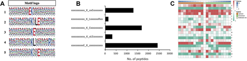 Figure 3 Motif analysis of ubiquitination sites in response to S. agalactiae infection in bovine mammary gland epithelial cells. (A) Motif-x analysis of motifs present among the 20 amino acid residues surrounding ubiquitinated lysine sites. The height of each letter represents the frequency of the residue in that position. The central K corresponds to the ubiquitinated lysine. (B) The number of identified peptides containing each motif. (C) Heatmap of the distribution of amino acids flanking the ubiquitination sites.