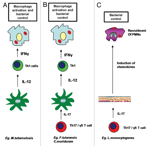 Figure 1 Role of IL-17 in protective immunity against intracellular pathogens. Involvement of Th17 pathway is not required for overall protective immunity against some intracellular pathogens such as M. tuberculosis, where activation of macrophages and bacterial killing takes place in the presence of functional IL-12 mediated Th1 responses (A). Th17 pathway is required for induction of IL-12 from DCs and generation of Th1 responses for macrophage activation and bacterial control in some pathogens such as F. tularensis LVS and C. muridarum (B). Th17 pathway is required for recruitment of neutrophils and bacterial killing in intracellular pathogens such as L. monocytogenes and S. typhimurium (C).
