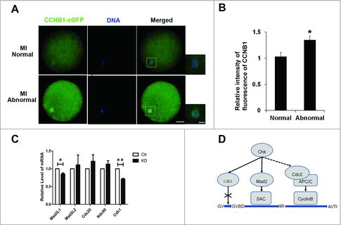 Figure 4. Chk1 depletion inhibited Cyclin B1 degrading in oocytes at MI-AI. (A) The effects of Chk1 depletion on the Cyclin B1 degradation in normal and abnormal MI oocytes. Red box is the area of amplificatory figure on the right. Left bar = 25 μm. Right bar = 10 μm. (B) Quantification of fluorescence intensity of CCNB1 in normal and abnormal MI oocytes after Chk1 depletion. (C) The effects of Chk1 depletion on the expression of genes related to SAC or APC/C (including Mad2L1, Mad2L2, Cdc20, Ndc80 and Cdh1). (D) Schematic illustrating function of Chk1 during porcine oocytes maturation. Chk1 functions at MI-AI stage rather than GV stage. Chk1 facilitated the timely degradation of Cyclin B1 at anaphase I (AI) and maintained the expression of Mad2L1 and Cdh1 to activate SAC and APC-Cdh1 and degrade MPF. All graphs show as mean ± SE. *p<0.05.