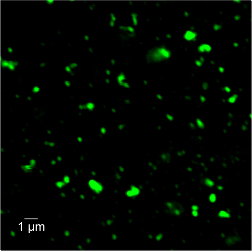 Figure S6 Fluorescence of f-PLGA NPs.Abbreviation: f-PLGA NPs, fluorescein-poly(d,l-lactide-co-glycolide) nanoparticles.