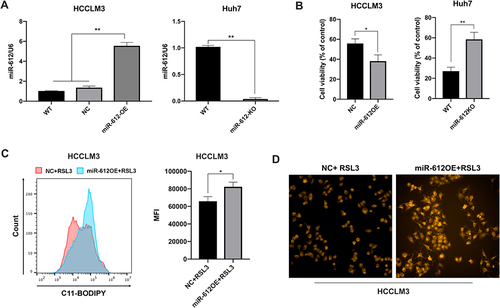 Figure 2 miR-612 enhances RSL3-induced ferroptosis in HCC cells. (A) Real-time PCR analysis of miR-612 expression in HCCLM3miR−612-OE and Huh7miR−612-KO cells. ** p<0.01. (B) The effects of miR-612 on HCC ferroptosis induced by RSL3 (1 μM, 24 h) analyzed by CCK8. * p<0.05, ** p<0.01. (C) Lipid ROS levels were increased in miR-612-OE cells, as analyzed by FCM. * p<0.05. (D) Fe2+ accumulation was observed by high-content screening microscopy.
