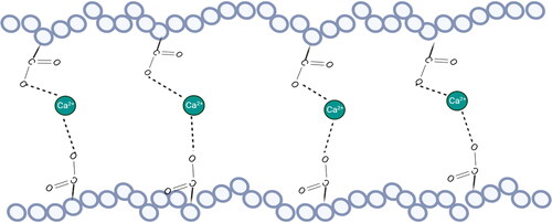 Figure 3. The shifted egg-box model of the crosslinking between calcium and homogalacturonan.