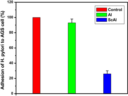 Figure 4 The percentage of adhesion of H. pylori to AGS cell. Control (H. pylori+AGS cell), Al (alginate+H. pylori+AGS cell), ScAl (sugar codes conjugated alginate+H. pylori+AGS cell). All experiments were performed in triplicates.