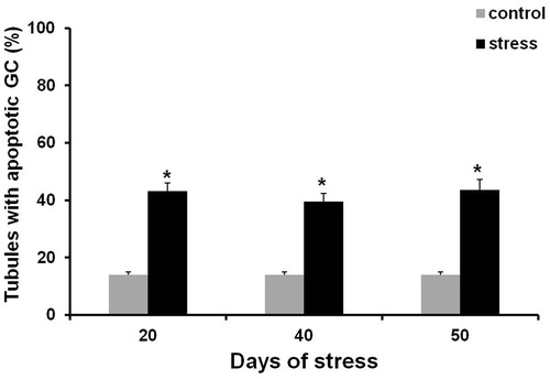 Figure 2. Seminiferous tubules TUNEL-positive cells at 20, 40, and 50 days after chronic stress induction. Percentages were significantly higher than those observed on control groups. Data shown as Mean ± SEM and subjected to one-way ANOVA and Newman-Keulls analysis. *p < 0.01 vs. control group.